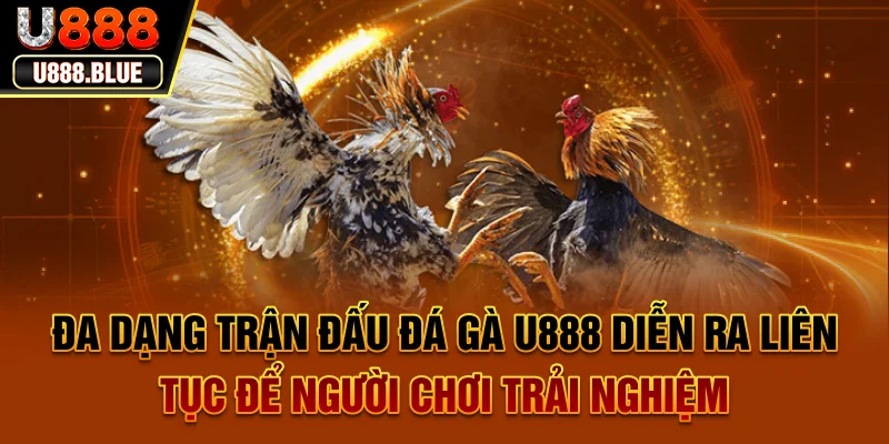Đa dạng trận đấu đá gà U888 diễn ra liên tục để người chơi trải nghiệm Đa dạng trận đấu đá gà U888 diễn ra liên tục để người chơi trải nghiệm