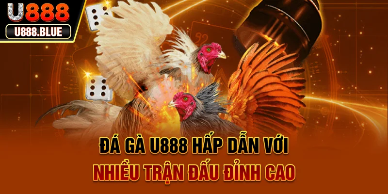 Đá gà U888 hấp dẫn với nhiều trận đấu đỉnh cao Đá gà U888 hấp dẫn với nhiều trận đấu đỉnh cao