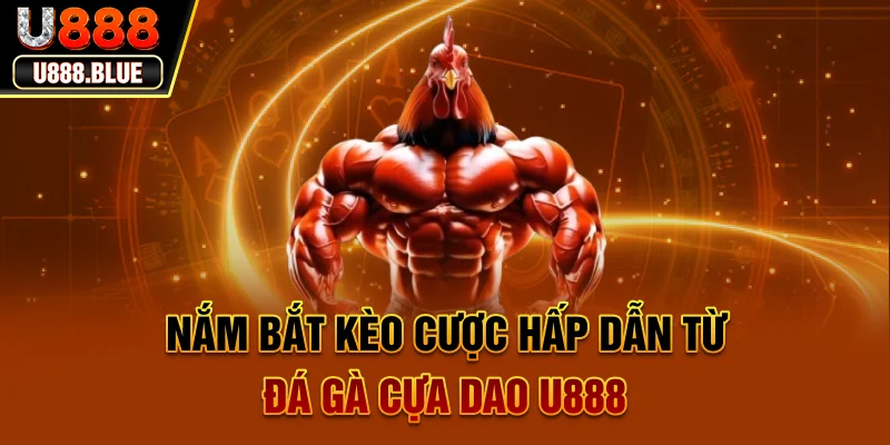 Nắm bắt kèo cược hấp dẫn từ đá gà cựa dao U888